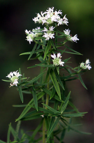 Pycnanthemum virginianum <br>MOUNTAIN MINT