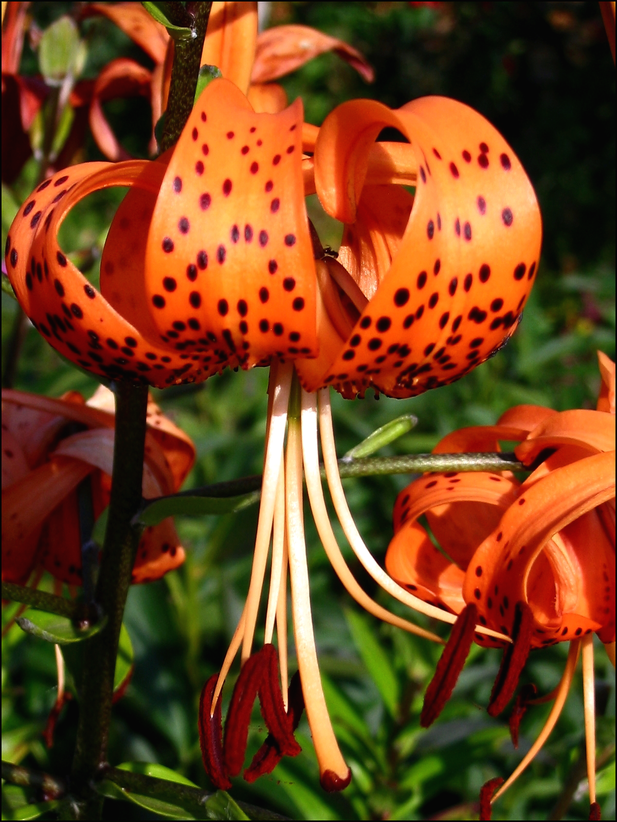tiger lily michigan Lilium michiganense MICHIGAN LILY – Ferri Seeds