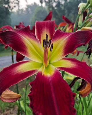 Hemerocalis <br>MEGATRON DAYLILY