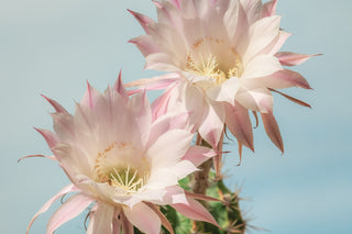 Epiphyllum crenatum <br>ORCHID CACTUS