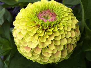 Zinnia elegans <br>QUEEN LIME WITH BLOTCH ZINNIA