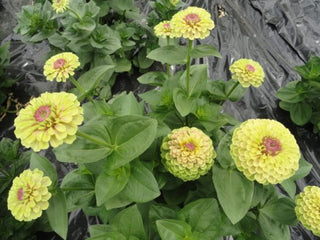 Zinnia elegans <br>QUEEN LIME WITH BLOTCH ZINNIA