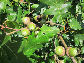 Quercus rubra <br>RED OAK