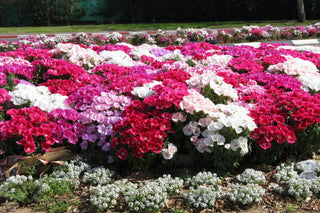 Godetia grandiflora <br>GODETIA, SATIN FLOWER