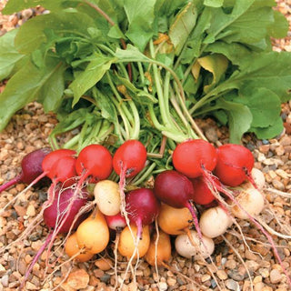 RADISH RAINBOW MULTICOLOR