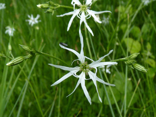 Lychnis flos-cuculi <br>RAGGED-ROBIN 'WHITE ROBIN'