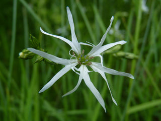 Lychnis flos-cuculi <br>RAGGED-ROBIN 'WHITE ROBIN'