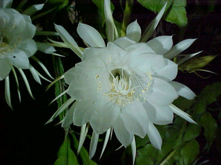 Epiphyllum crenatum <br>ORCHID CACTUS