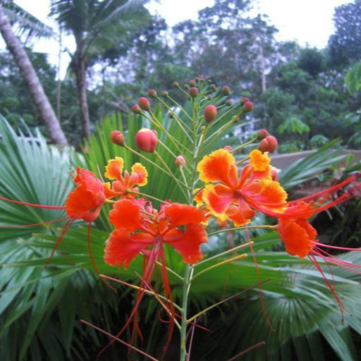 peacock flower seeds Caesalpinia pulcherrima PEACOCK FLOWER BIRD OF PARADISE – Ferri Seeds
