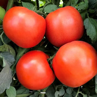 Solanum <br>RAMBLER TOMATO