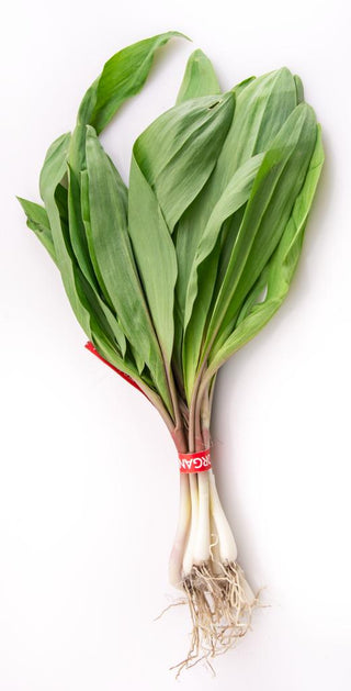 Allium tricoccum <br>WILD LEEK, RAMP, SPRING ONION