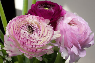 Ranunculus mache <br>TALL RANUNCULUS CUTFLOWER MIX