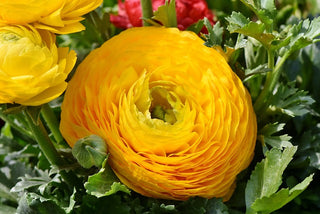 Ranunculus <br>RANUNCULUS CUTFLOWER MIX