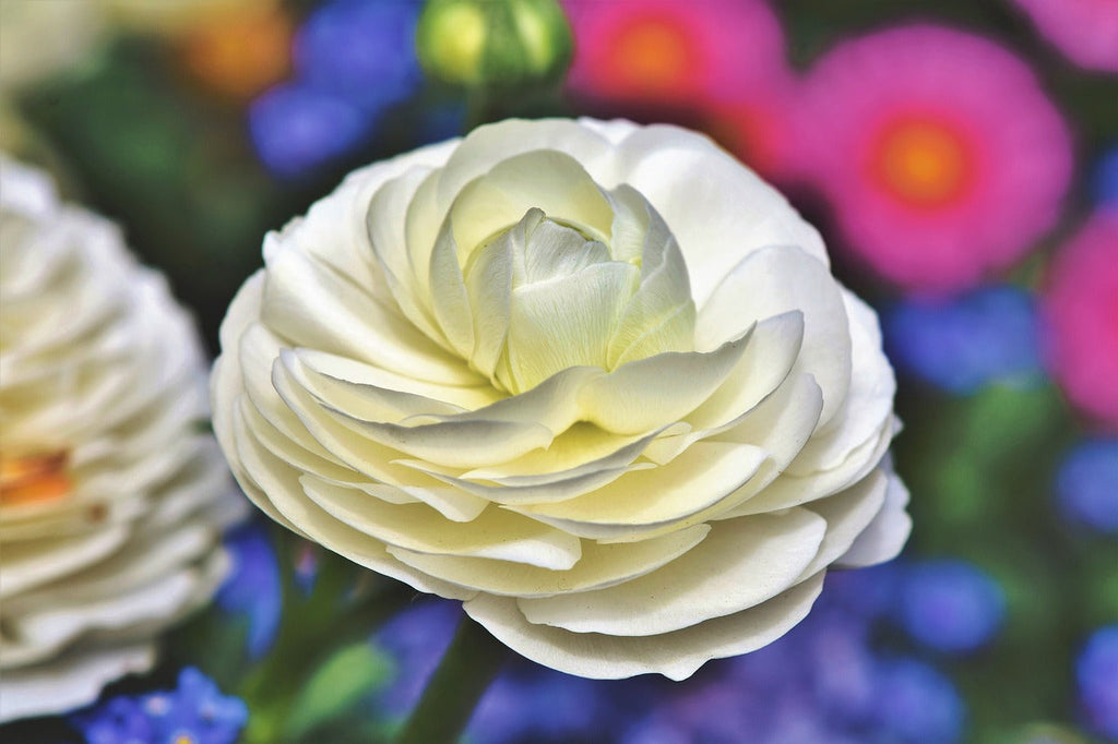 Ranunculus asiaticus WHITE DOUBLE RANUNCULUS COMPACT – Ferri Seeds