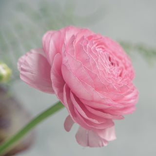 Ranunculus <br>LIGHT PINK RANUNCULUS Double Flowers