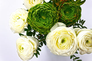 Ranunculus asiaticus <br>RANUNCULUS TALL WHITE