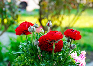 Ranunculus <br>RANUNCULUS COMPACT MIX