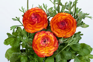 Ranunculus <br>FIRE BICOLOUR RANUNCULUS