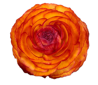 Ranunculus <br>FIRE BICOLOUR RANUNCULUS