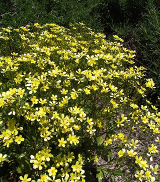 Ranunculus cortusifolius <br>CANARY BUTTERCUP
