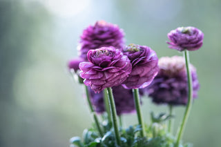 Ranunculus mache <br>TALL RANUNCULUS CUTFLOWER MIX