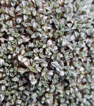 Raoulia australis <br>SHEEPCARPET, SHEEP CARPET, SCABWORT, SCABWEED