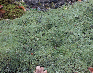 Raoulia australis <br>SHEEPCARPET, SHEEP CARPET, SCABWORT, SCABWEED
