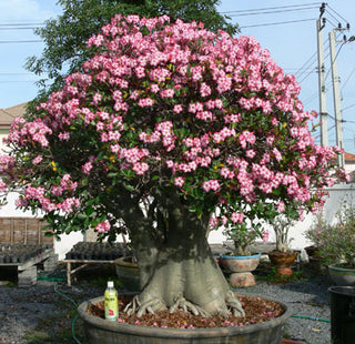 Adenium obesum <br>SHOWY MIX DESERT ROSE, IMPALA LILY