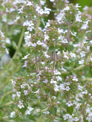 Thymus serpyllum <br>CREEPING THYME 'SNOWTHYME' WHITE