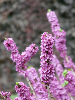 Daphne mezereum <br>PINK DAPHNE