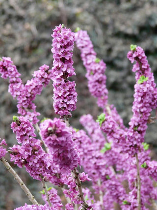 Daphne mezereum <br>PINK DAPHNE