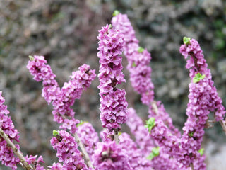 Daphne mezereum <br>PINK DAPHNE
