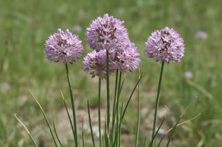 Allium canadense var. lavendulare <br>SHOWY WILD GARLIC
