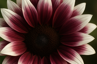 realistic image of cherry plum colored sunflower petals with white tips 