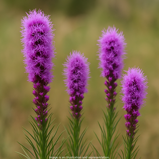 Liatris mucronata <br>BOTTLEBRUSH BLAZING STAR