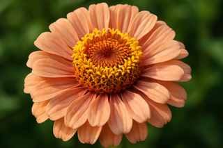 realistic image of zinnia with many peachy pink bicolor petals, outer petal are long, inner petals are quite a bit shorter, large central disc