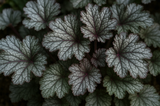 realistic METALLICA CORAL BELLS with silvery foliage with purple and green, and is very veined