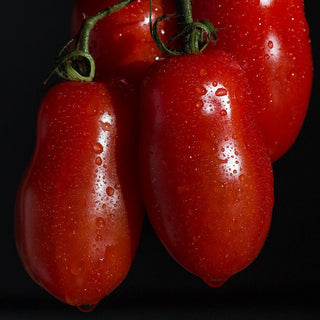 Solanum lycopersicum <br>AMOS COLI TOMATO <br>Organic