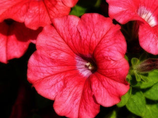 Petunia <br>PETUNIA WAVE RED CASCADING