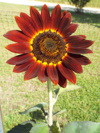 Helianthus <br>SUNFLOWER MIX