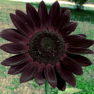 Helianthus annuus <br>SUNFLOWER 'CHOCOLATE'