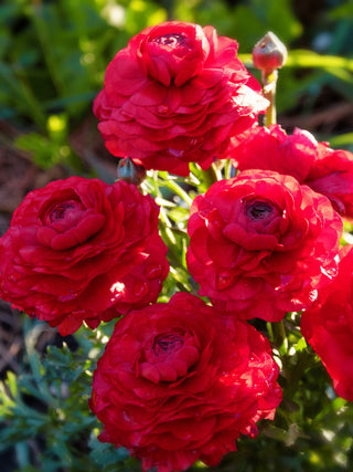 Ranunculus <br>RANUNCULUS COMPACT MIX