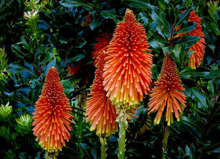 Kniphofia caulescens <br>RED HOT POKER