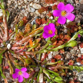 Calandrinia umbellata <br>ROCK PURSLANE