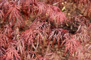 Acer palmatum var dissectum <br>WEEPING RED CUTLEAF JAPANESE MAPLE 'INABA SHIDARE'