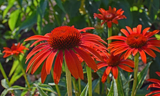 Echinacea purpurea <br>CONEFLOWER SCARLET RED SHADES