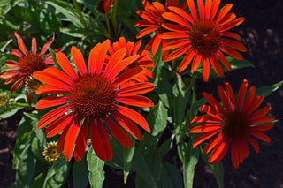 Echinacea <br>CONEFLOWER MIXED COLOURS