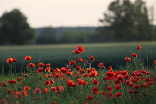 Papaver rhoeas <br>FLANDERS POPPY, CORN POPPY