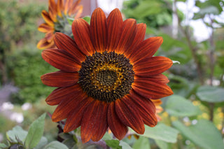 Helianthus <br>SUNFLOWER MIX