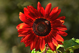 Helianthus annuus <br>SUNFLOWER 'MOULIN ROUGE'